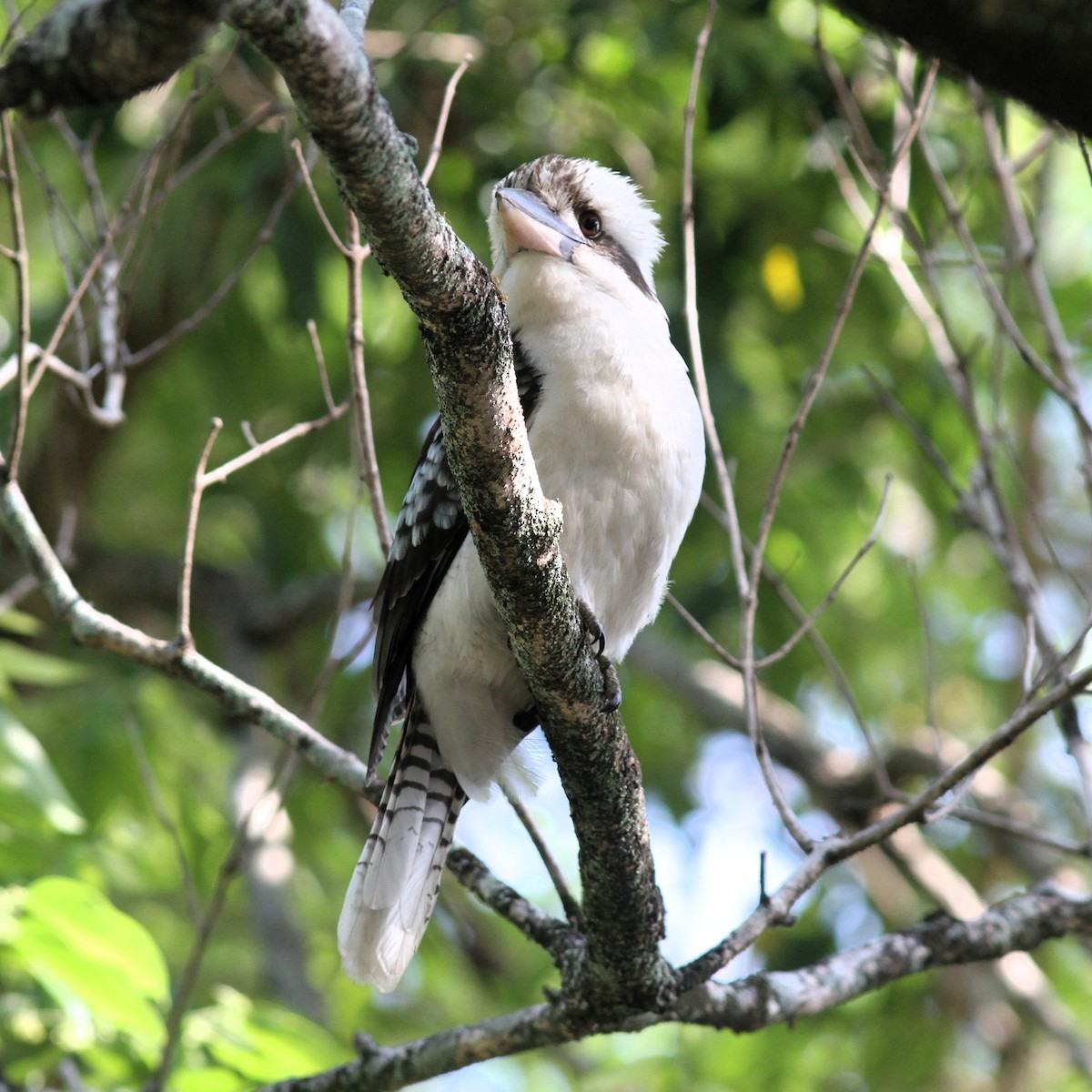 Laughing Kookaburra - ML644205147