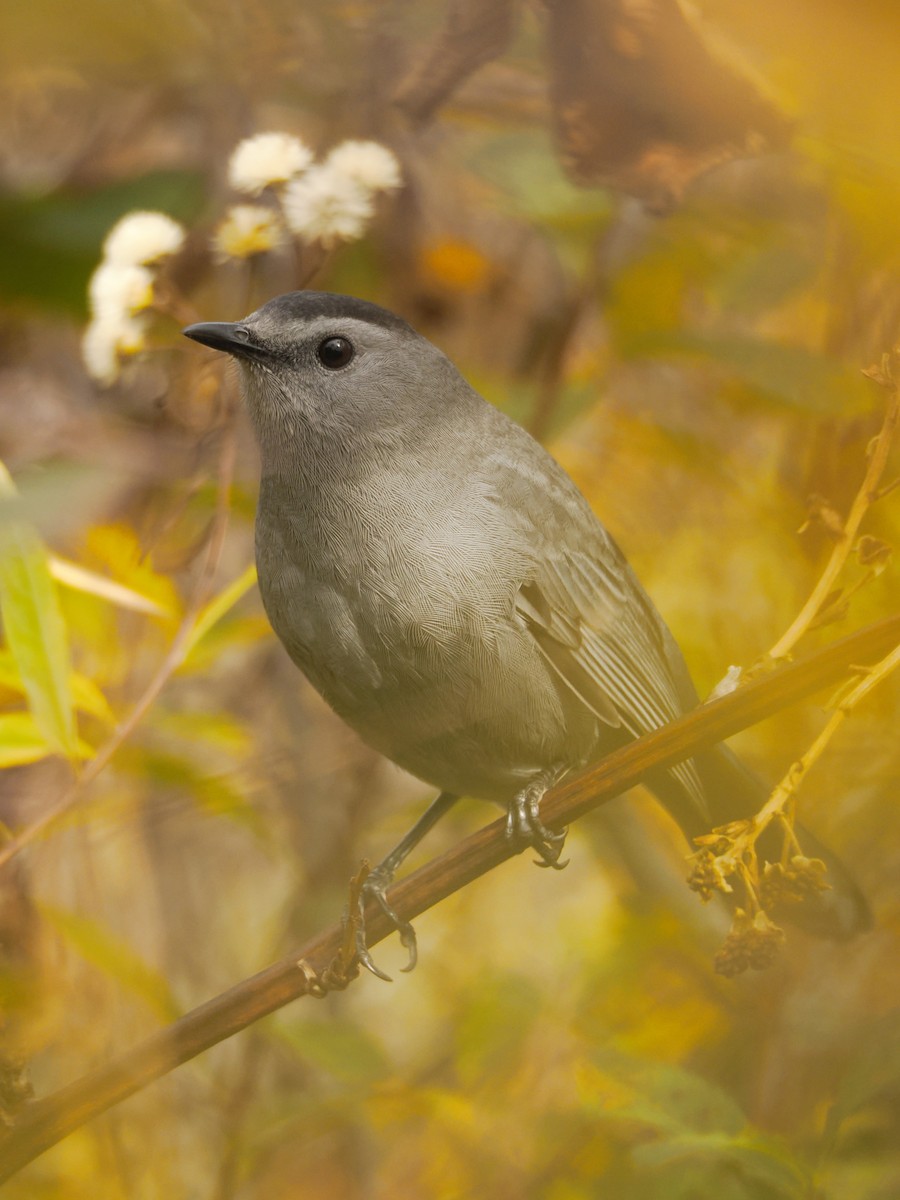 Gray Catbird - ML644205159