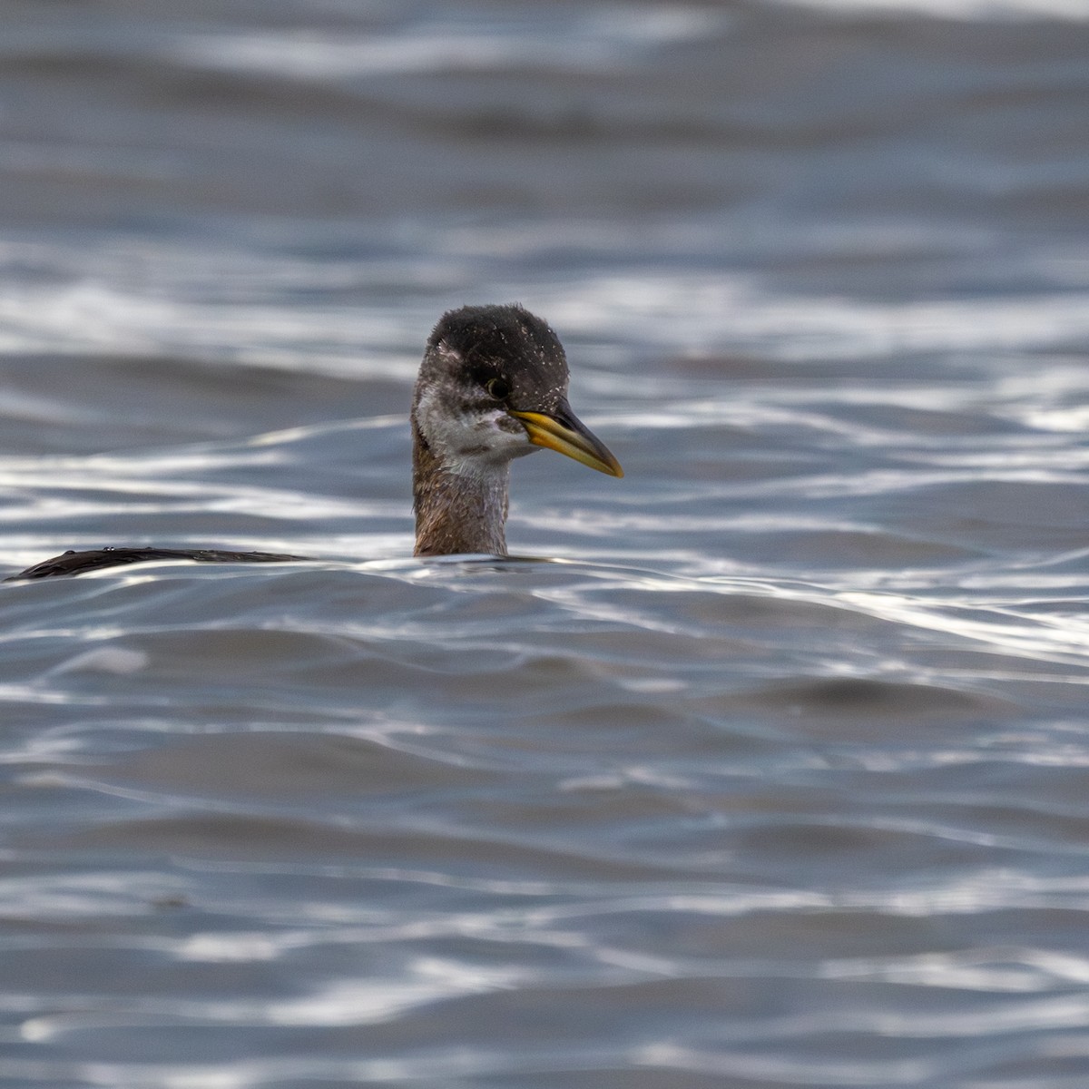 Red-necked Grebe - ML644205164