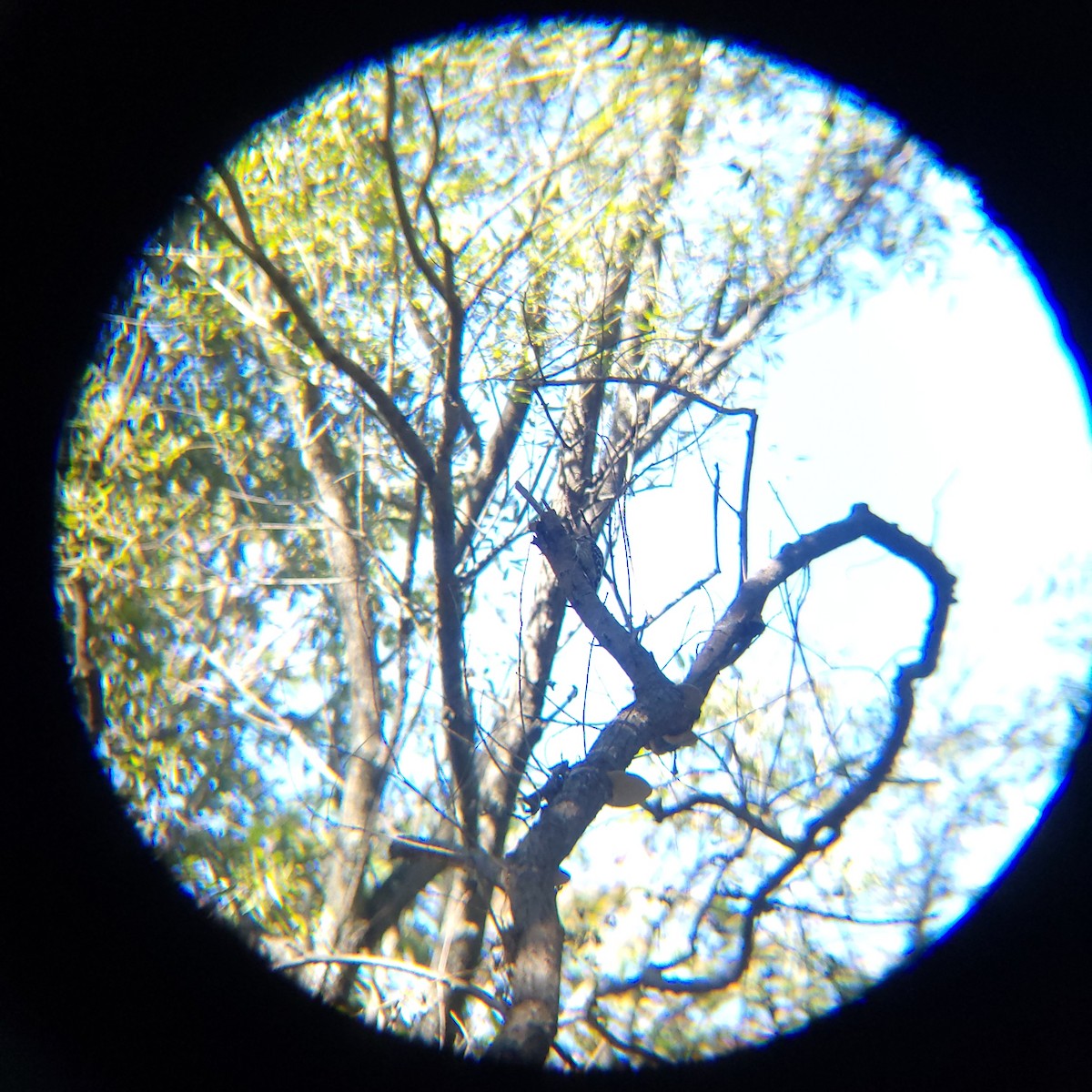 knøttspett - ML644205201