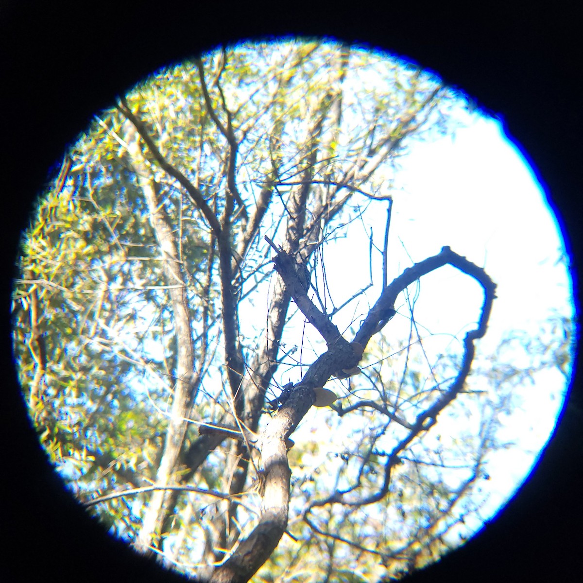 knøttspett - ML644205202