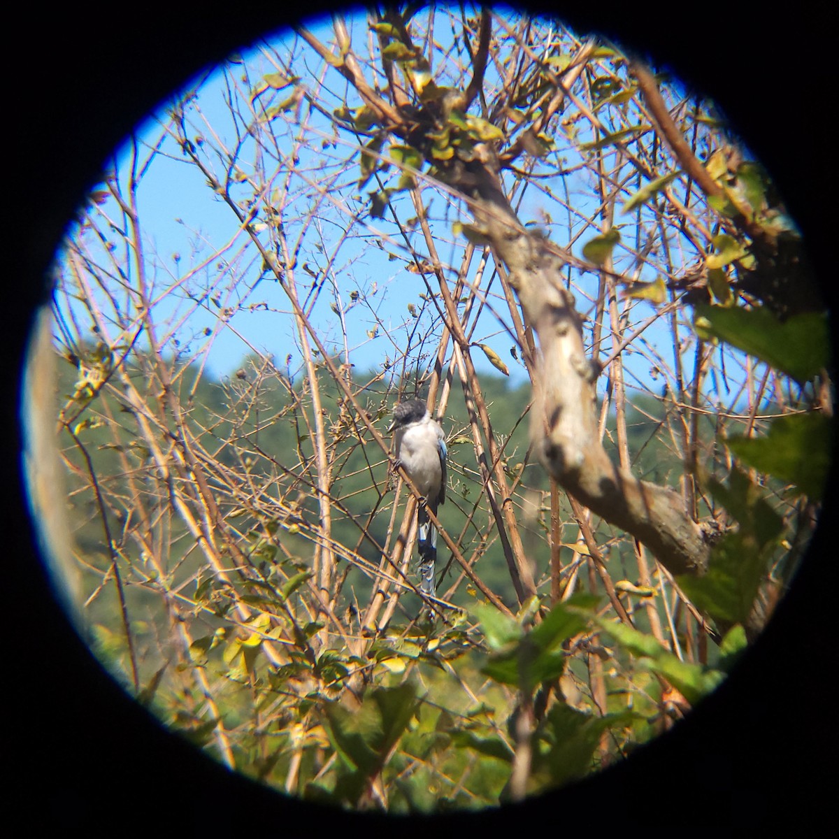 Mavi Saksağan - ML644205203