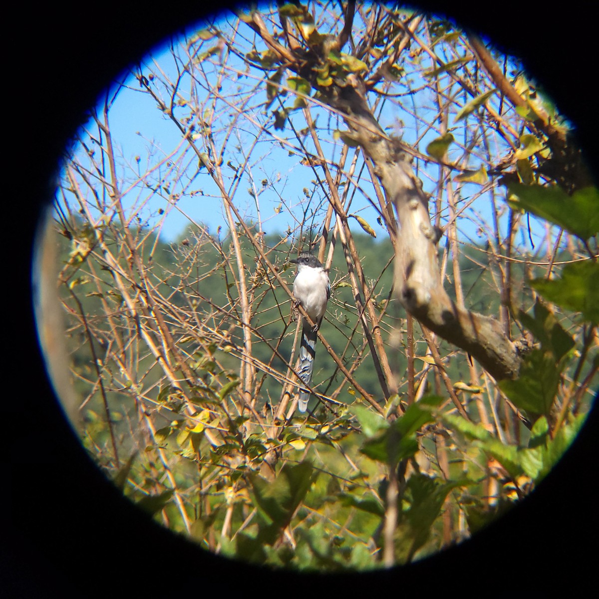 Mavi Saksağan - ML644205204