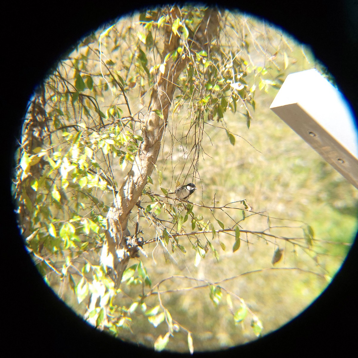 gråkjøttmeis - ML644205210