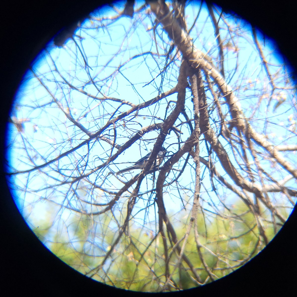 gråkjøttmeis - ML644205211