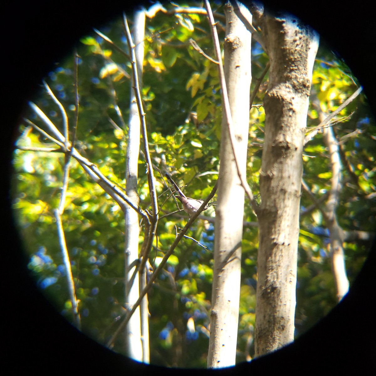 stjertmeis - ML644205212