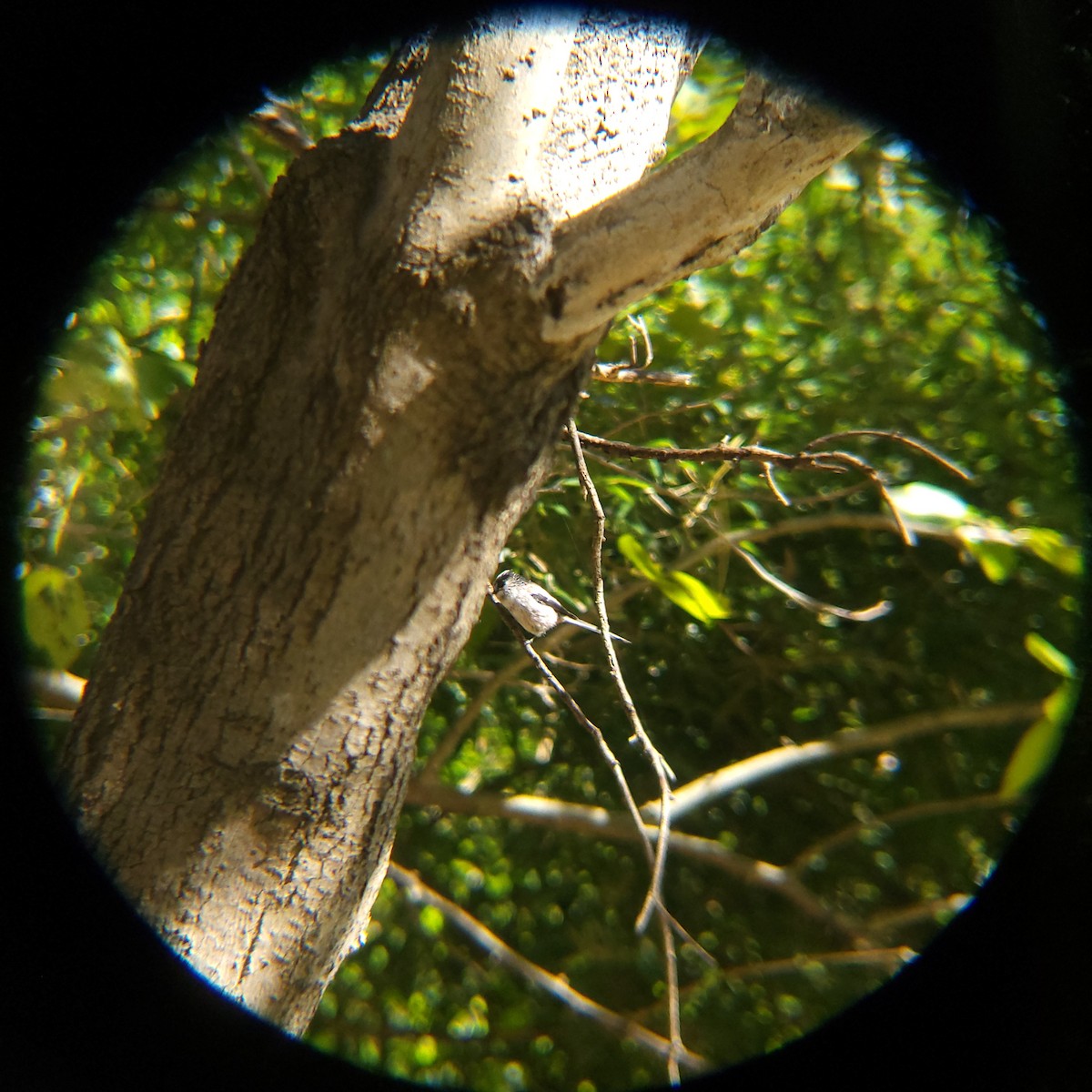 stjertmeis - ML644205213