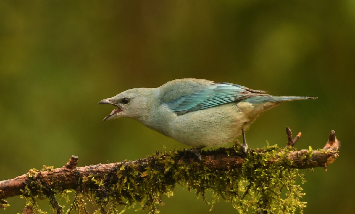 Azure-shouldered Tanager - ML644205217