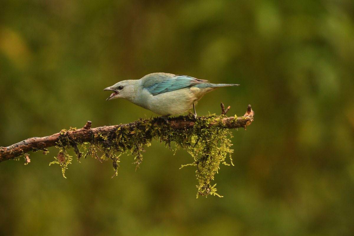 Azure-shouldered Tanager - ML644205218