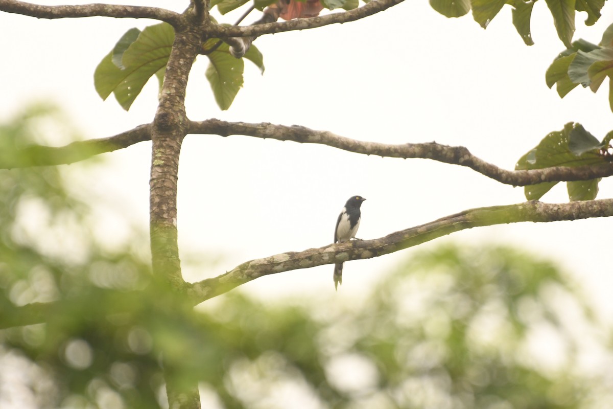 Magpie Tanager - ML644205234