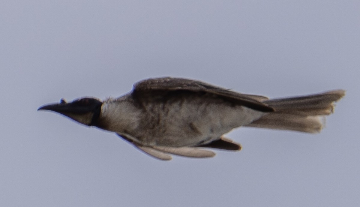 Noisy Friarbird - ML644205236