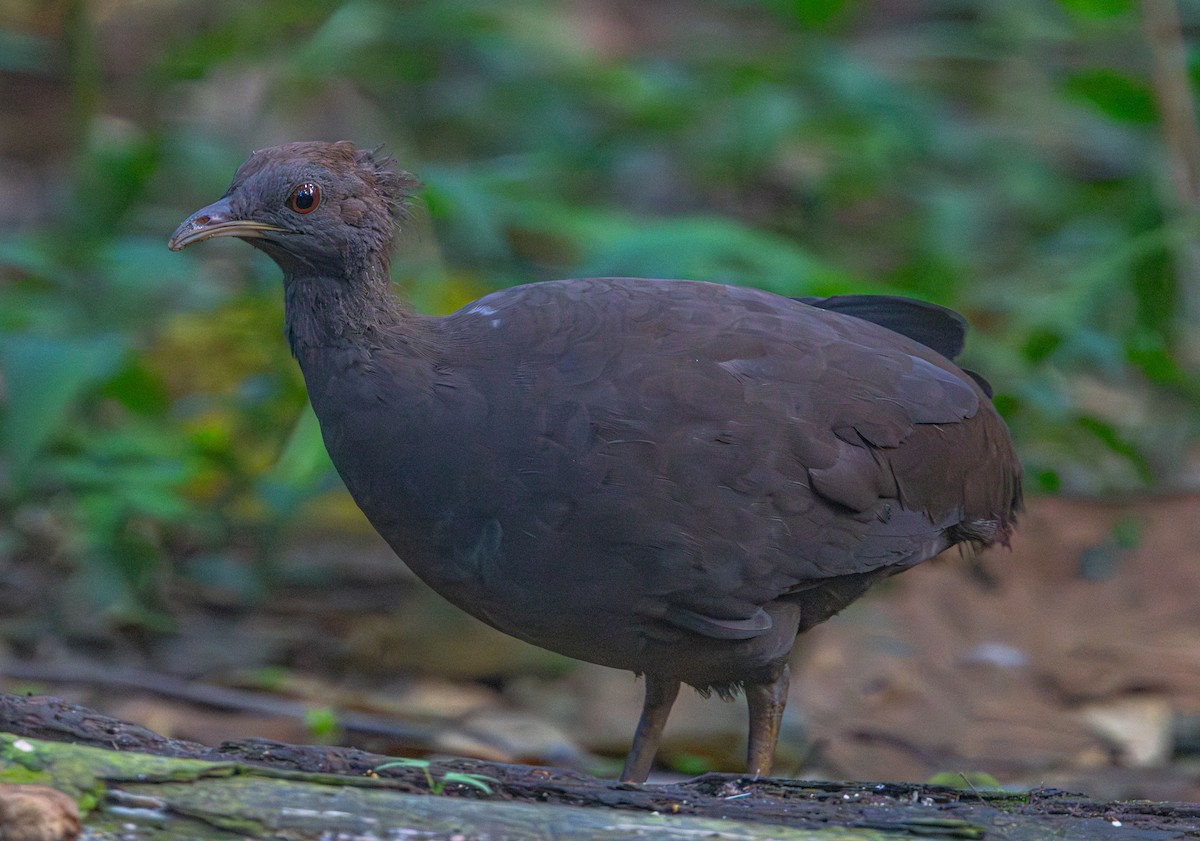Cinereous Tinamou - ML644205241