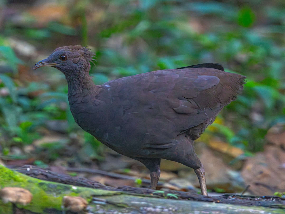 Cinereous Tinamou - ML644205242