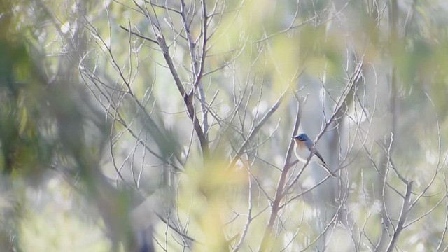 Серебристая/Шёлковая миагра - ML644205247
