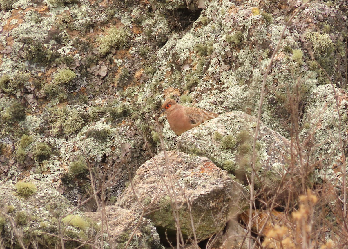 Bare-faced Ground Dove - ML644205275