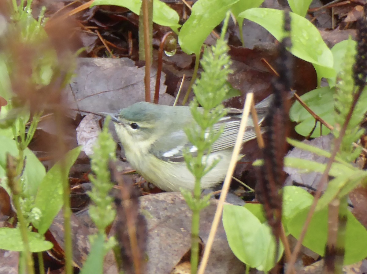asurparula - ML644205279
