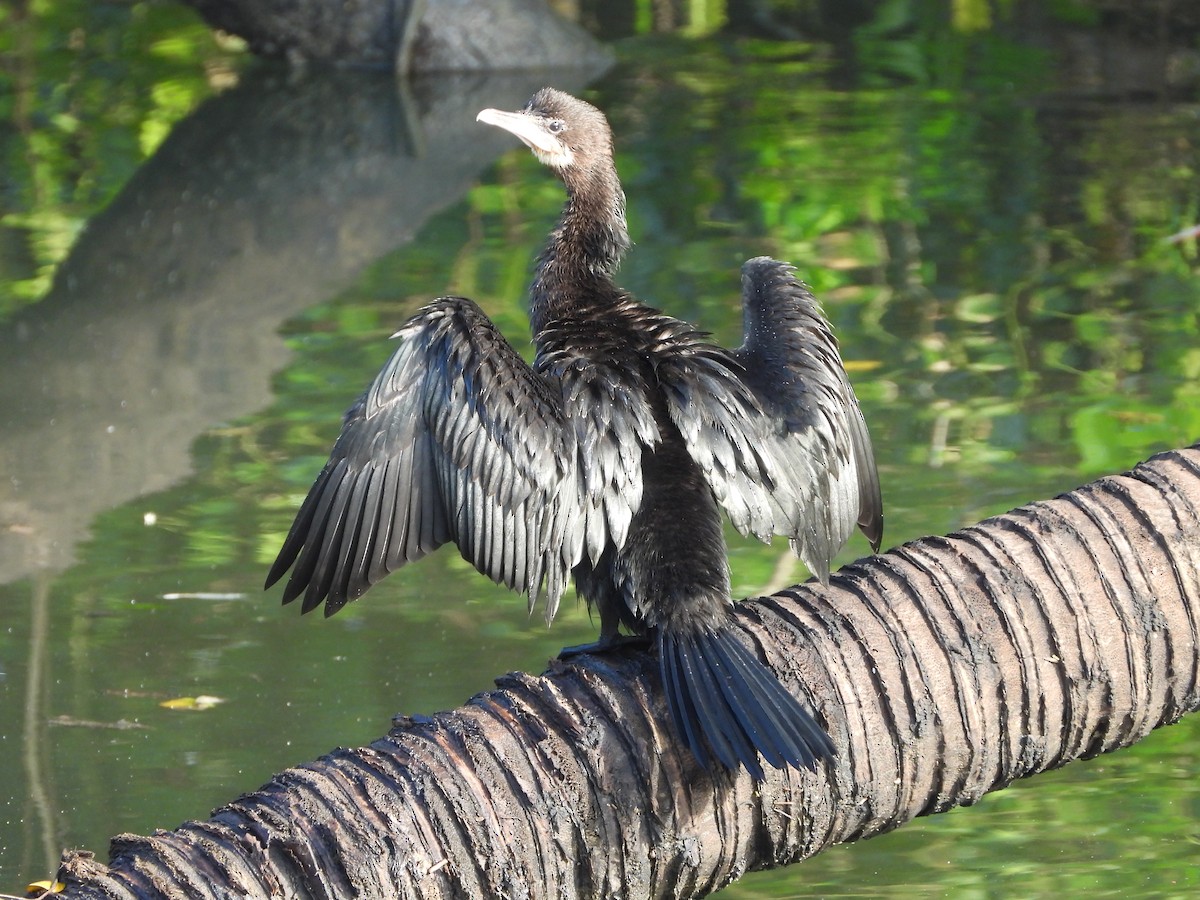 アジアコビトウ - ML644205289