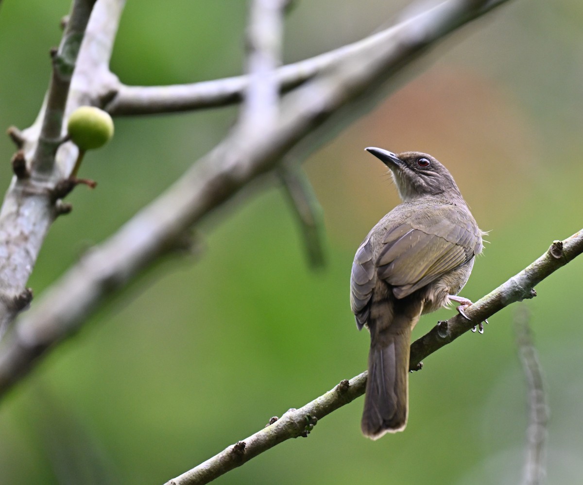 Olive-winged Bulbul - ML644205290