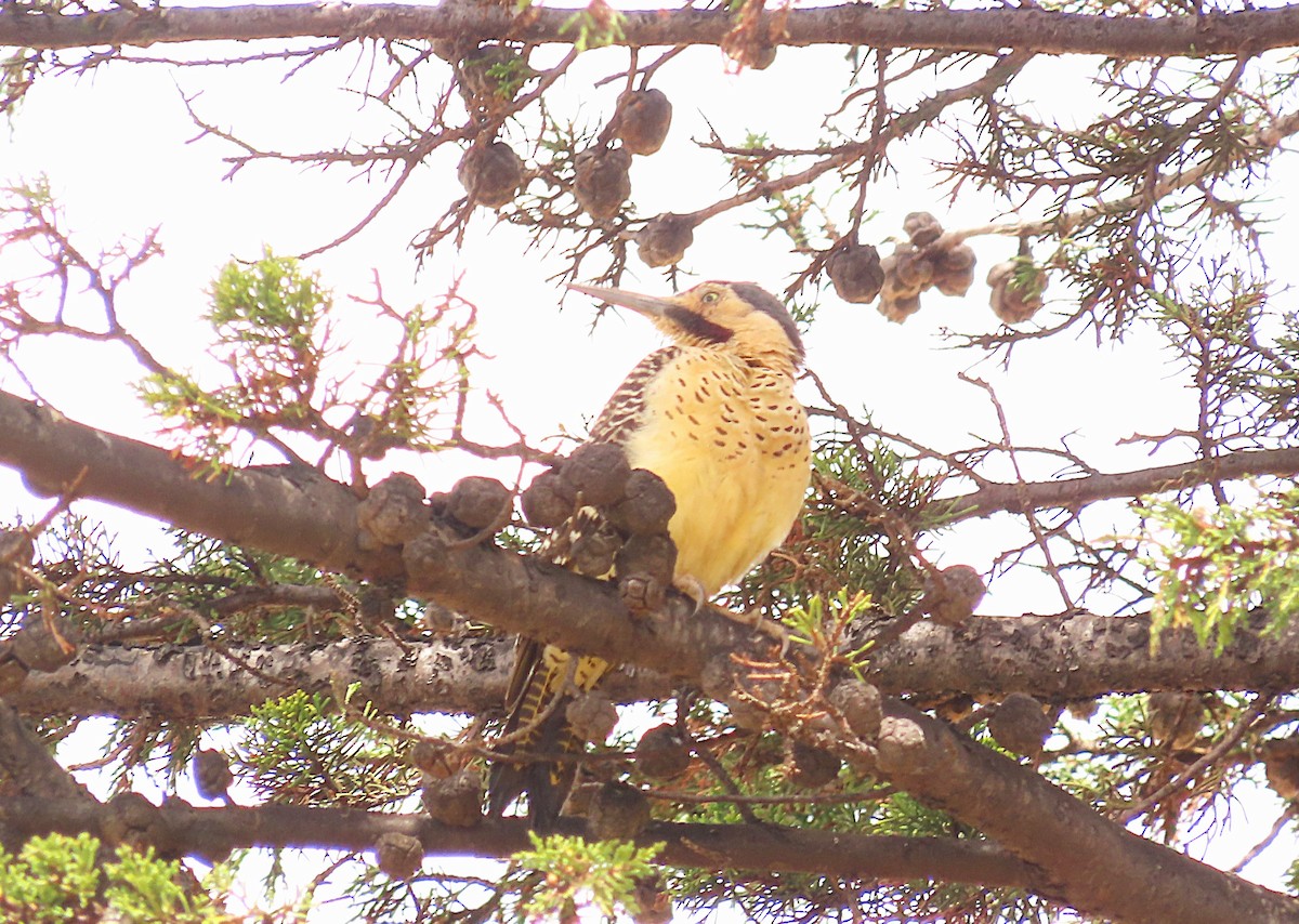 Andean Flicker - ML644205291