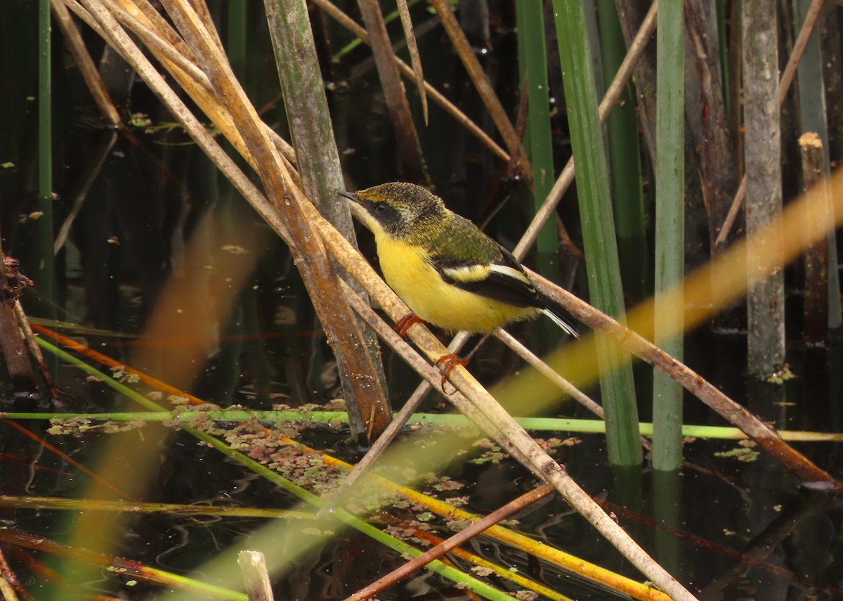 Many-colored Rush Tyrant - ML644205293