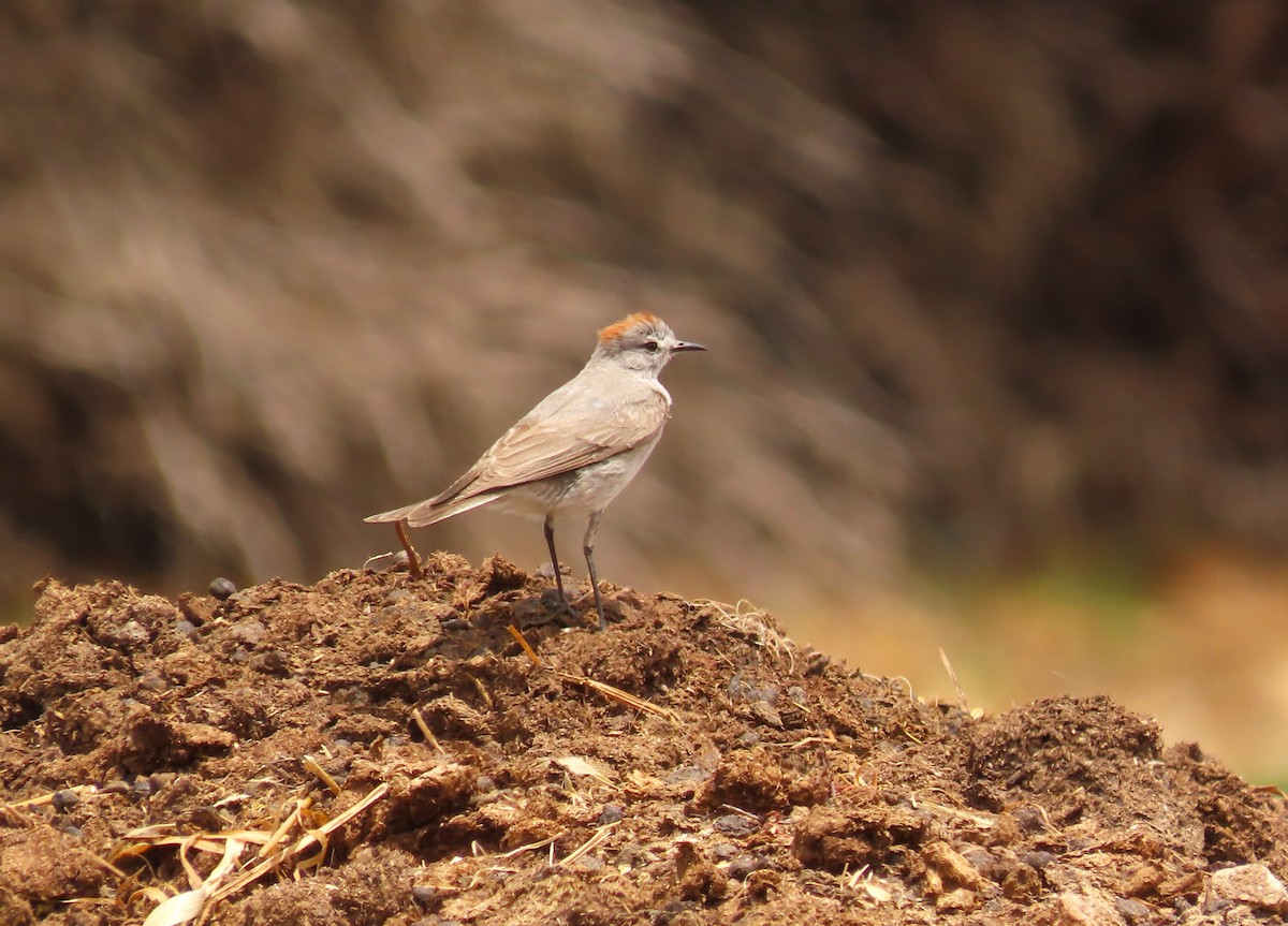 Rufous-naped Ground-Tyrant - ML644205298