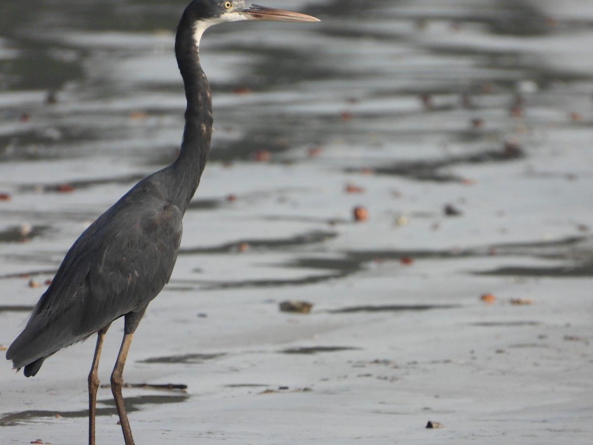 Western Reef-Heron - ML644205303