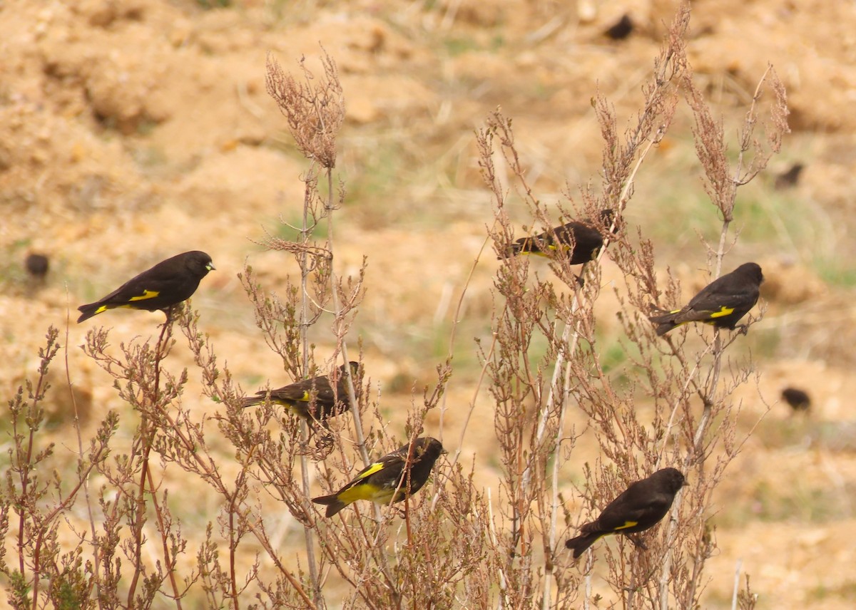 Schwarzzeisig - ML644205305