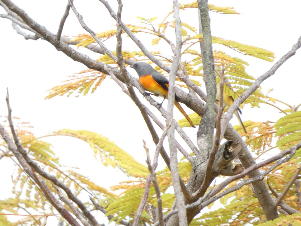 Small Minivet - ML644205307