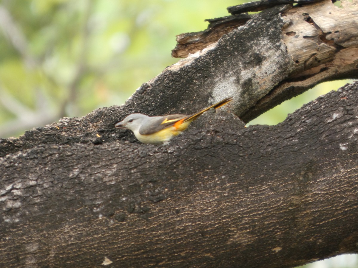 Small Minivet - ML644205308