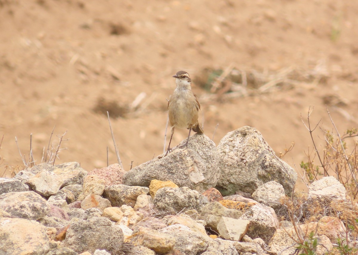 Cream-winged Cinclodes - ML644205310