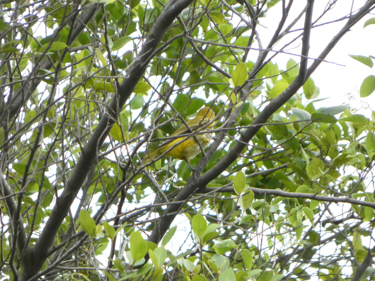 Black-naped Oriole - ML644205316