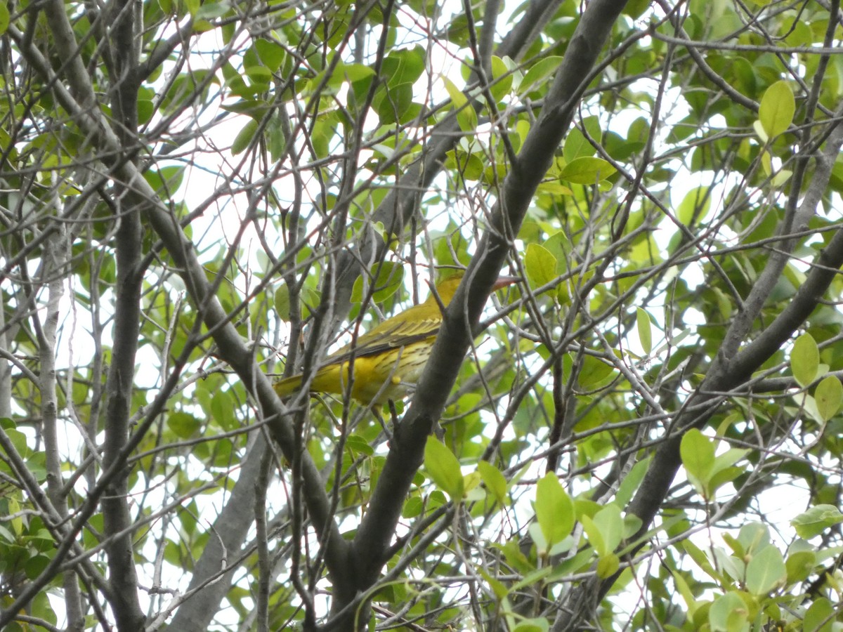 Black-naped Oriole - ML644205317