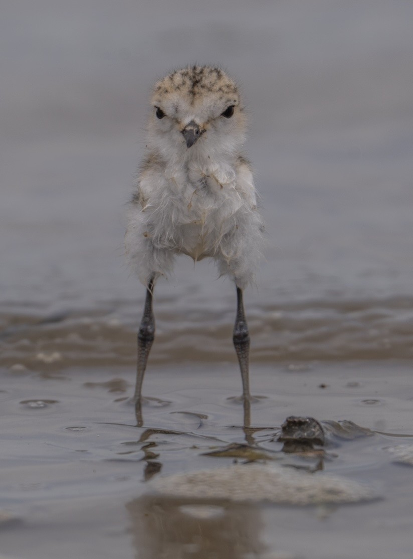 Red-capped Plover - ML644205321