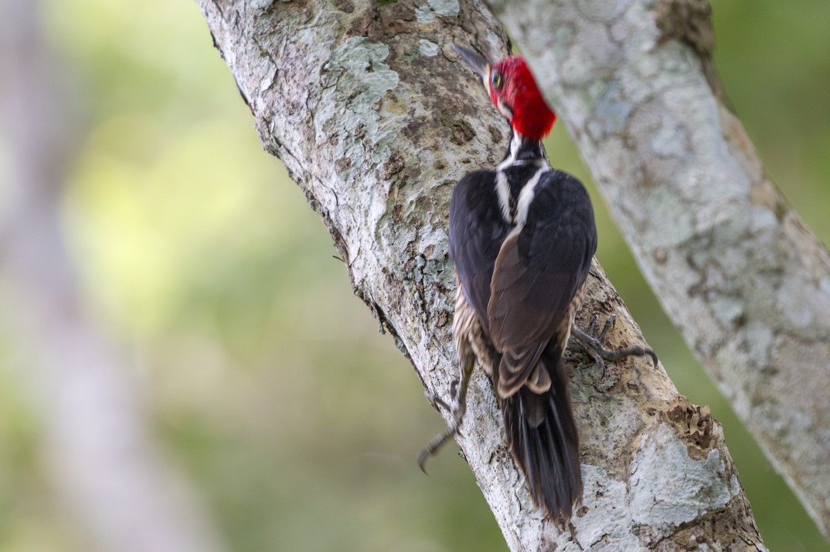 Crimson-crested Woodpecker - ML644205323