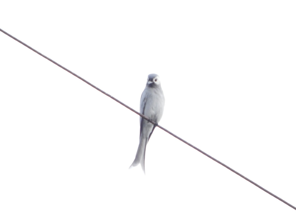 Ashy Drongo - ML644205326