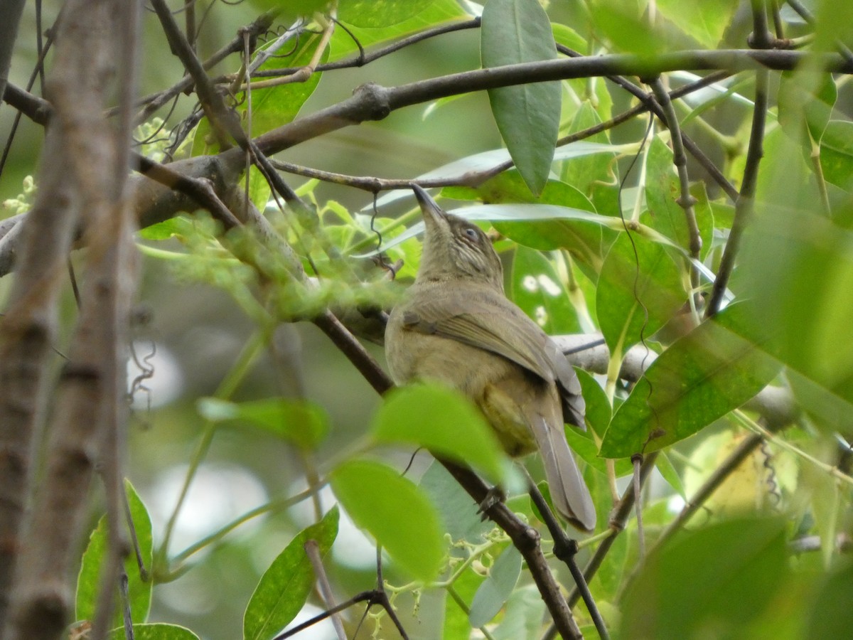 Streak-eared Bulbul - ML644205337