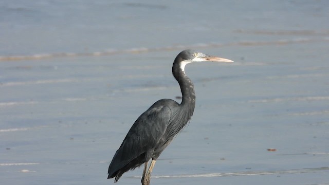Western Reef-Heron - ML644205339