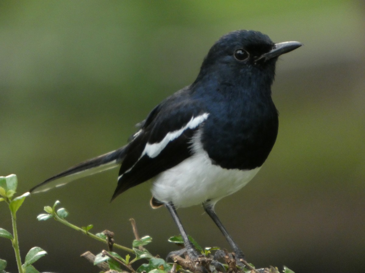 Oriental Magpie-Robin - ML644205344