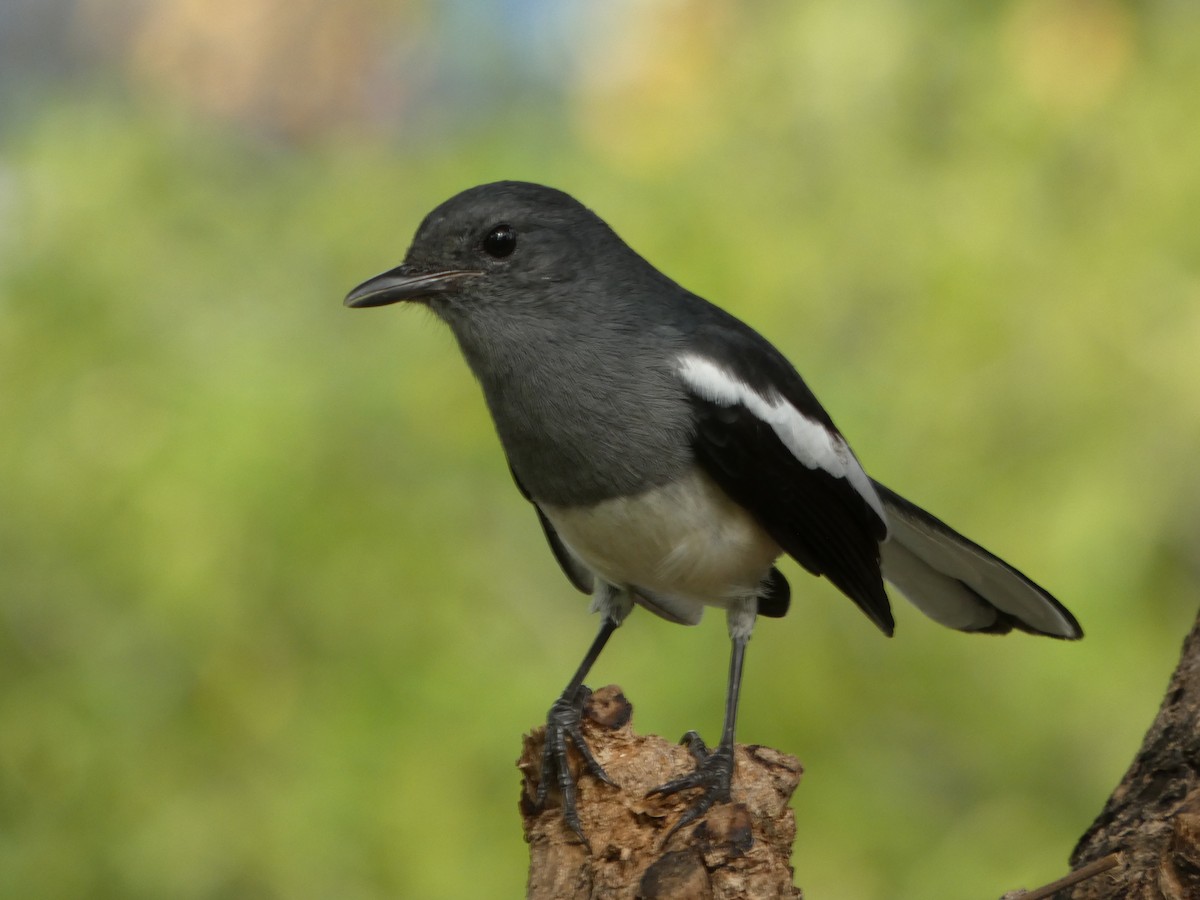 Oriental Magpie-Robin - ML644205345