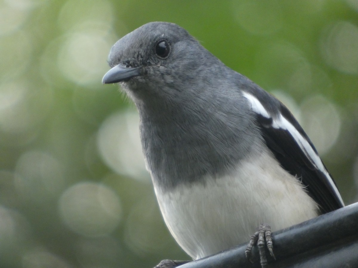 Oriental Magpie-Robin - ML644205346