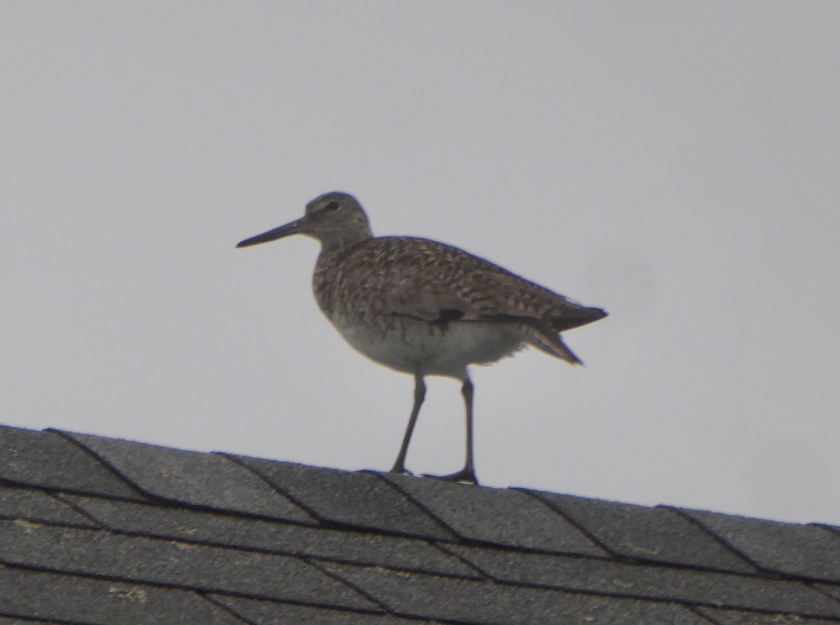 willetsnipe - ML644205361