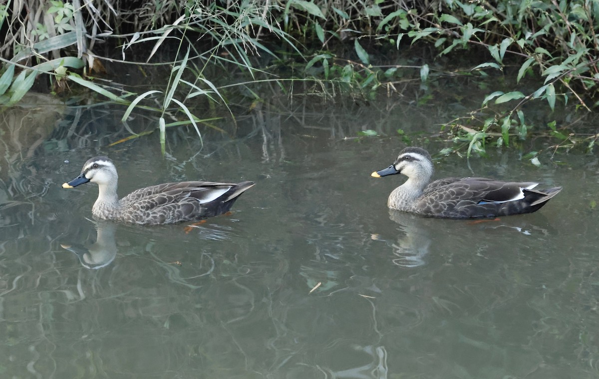 Eastern Spot-billed Duck - ML644205364