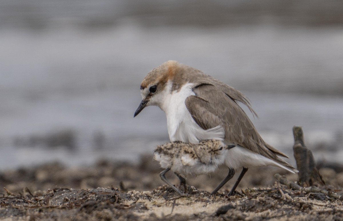Red-capped Plover - ML644205370