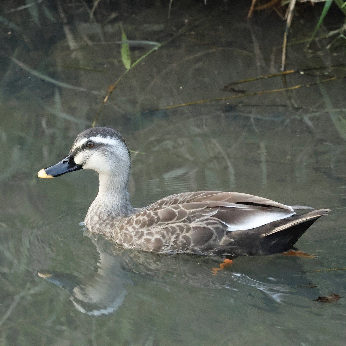 Eastern Spot-billed Duck - ML644205381