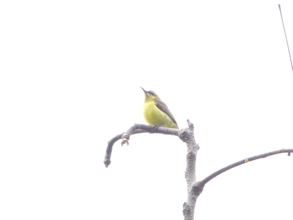 Ornate Sunbird - ML644205382