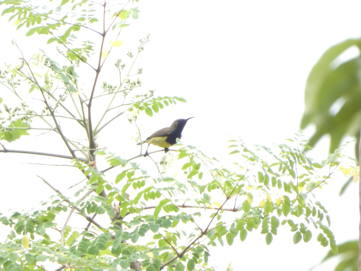 Ornate Sunbird - ML644205383