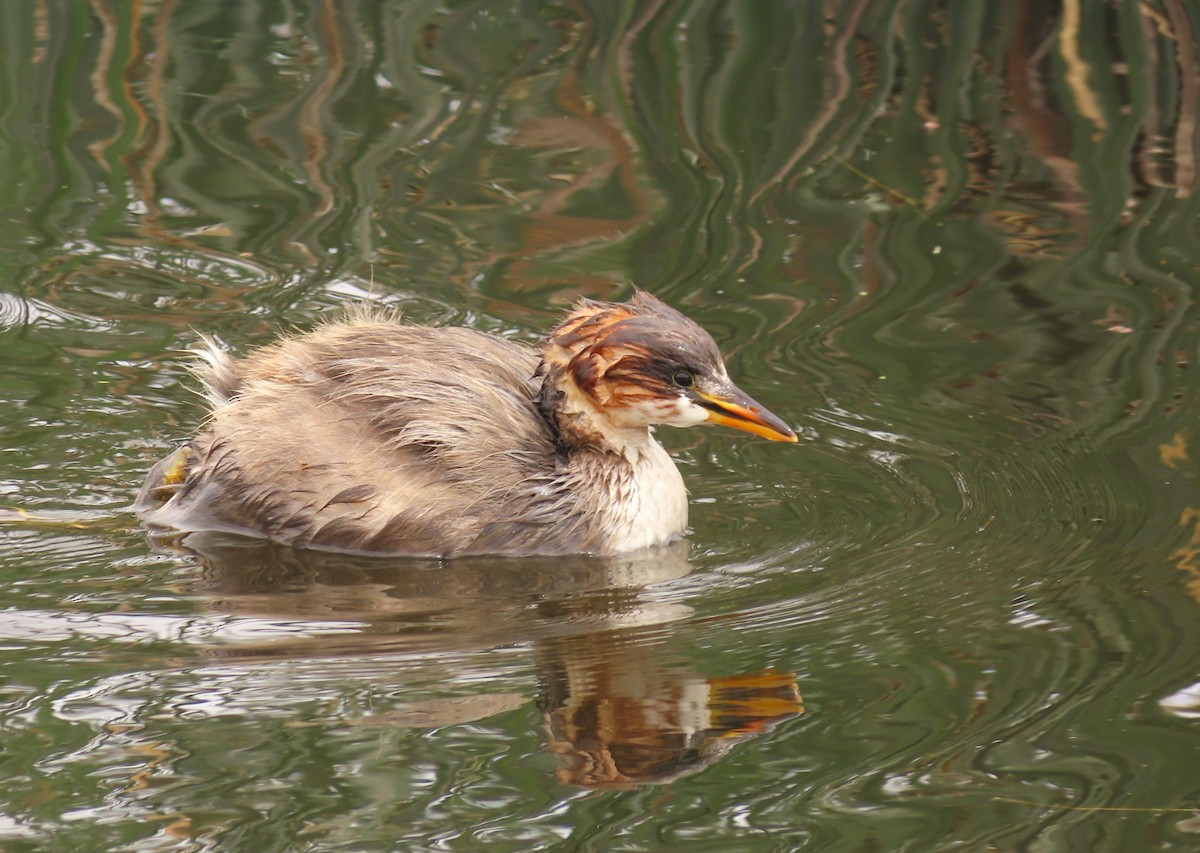 Titicaca Grebe - ML644205384