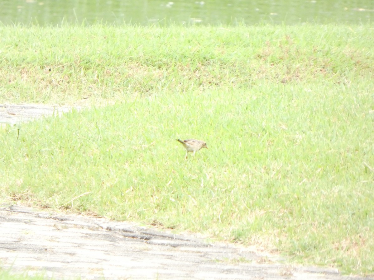 Bisbita de Richard - ML644205393