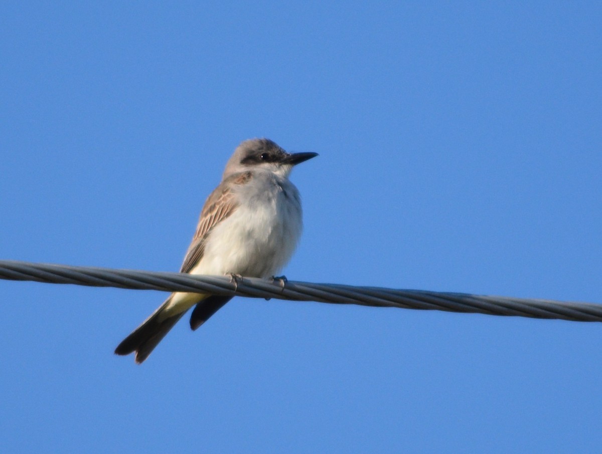 Gray Kingbird - ML644205394