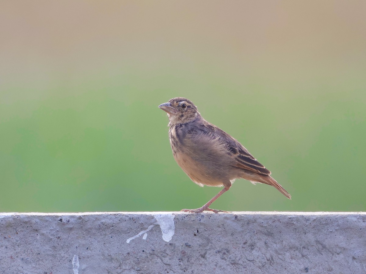 Bengal Bushlark - ML644205421